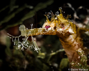 Winged pipe fish portrait by Elaine Wallace 